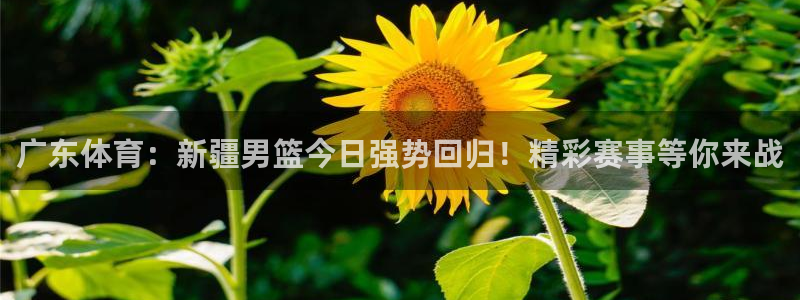 广东体育：新疆男篮今日强势回归！精彩赛事等你来战